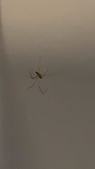 Pholcus phalangioides