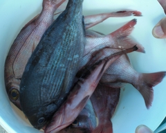 Spondyliosoma cantharus