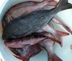 Spondyliosoma cantharus