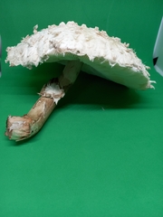 Macrolepiota procera