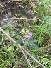 Dicliptera brachiata