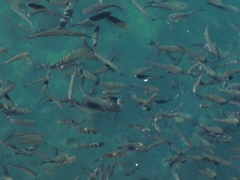 Spondyliosoma cantharus