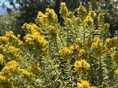 Ericameria ericoides