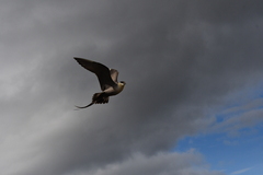 Stercorarius longicaudus