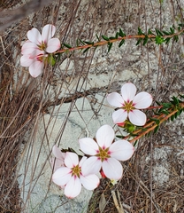 Adenandra