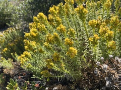 Ericameria ericoides