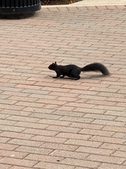 Sciurus carolinensis leucotis