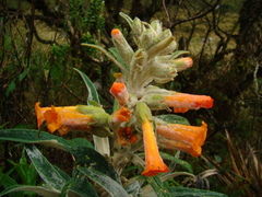 Buddleja speciosissima