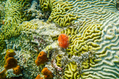 Pseudodiploria strigosa