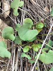 Rumex induratus