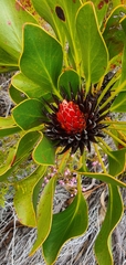 Protea cynaroides