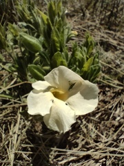 Thunbergia atriplicifolia