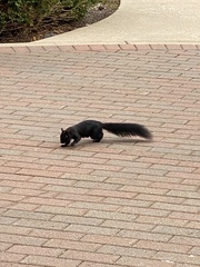 Sciurus carolinensis leucotis