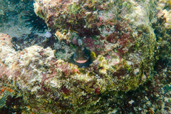 Ophioblennius macclurei