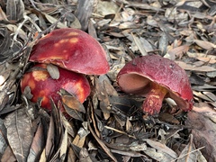 Exsudoporus