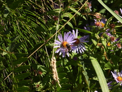 Sericomyia chalcopyga