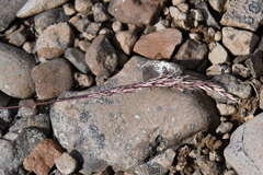 Trisetum agrostideum