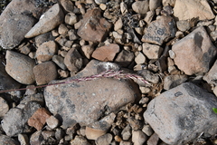 Trisetum agrostideum