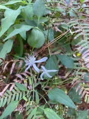 Clematis terniflora