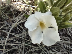 Thunbergia atriplicifolia