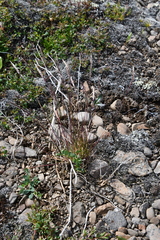 Trisetum agrostideum