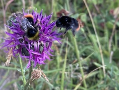 Bombus lapidarius