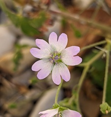 Geranium molle