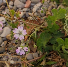 Geranium molle