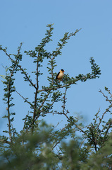 Vidua regia