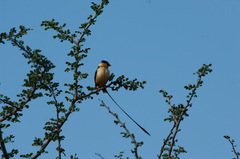 Vidua regia