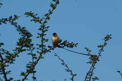 Vidua regia