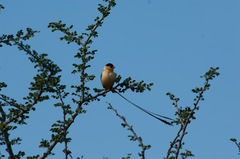 Vidua regia