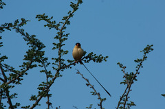 Vidua regia
