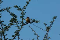 Vidua regia