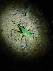 Neobarrettia spinosa