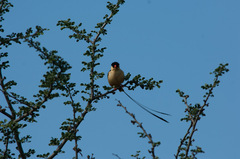 Vidua regia