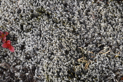 Racomitrium lanuginosum