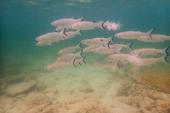White Mullet photo 2