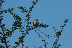 Vidua regia