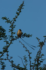Vidua regia