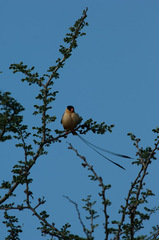 Vidua regia