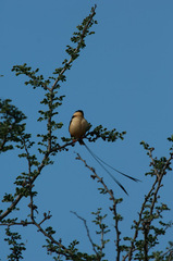 Vidua regia