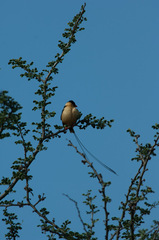 Vidua regia