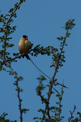 Vidua regia