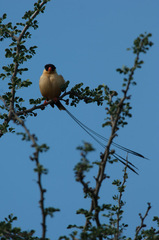 Vidua regia