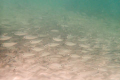 Selar crumenophthalmus
