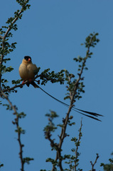 Vidua regia
