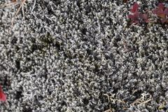 Racomitrium lanuginosum