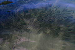 Selar crumenophthalmus