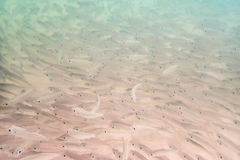Selar crumenophthalmus